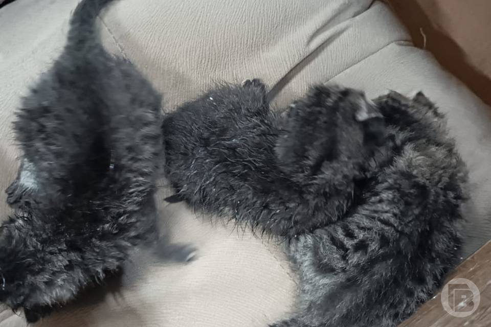 Коробку с котятами нашли на мебельном складе в Волгограде