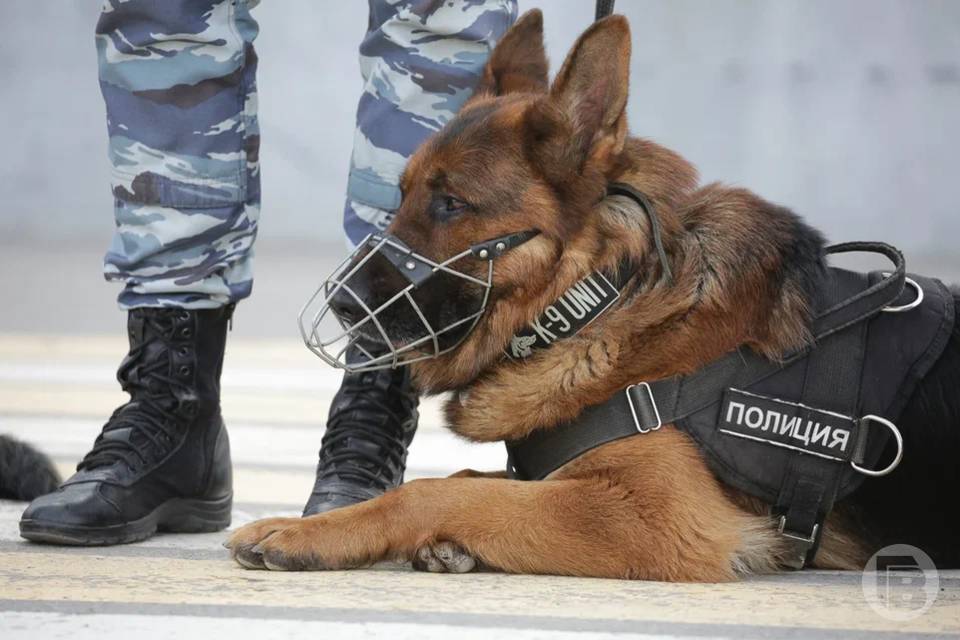 Футбольного арбитра Богдана Головко из Волгограда задержала полиция