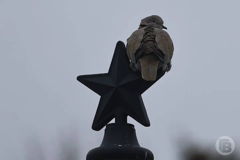 "Просто жуть!": волгоградцы обсуждают растерзанных птиц в небольшом лесу