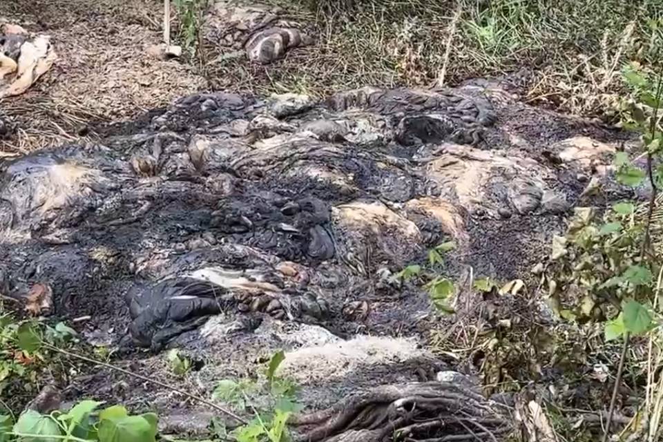 В Волгоградской области неизвестные устроили стихийный скотомогильник в районе озера