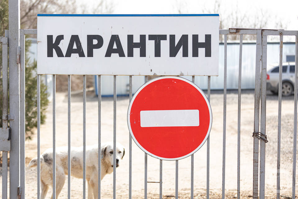 В двух районах Волгоградской области ввели карантин из-за бешенства