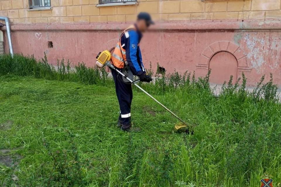 Под Волгоградом скосили и сожгли 5 соток конопли
