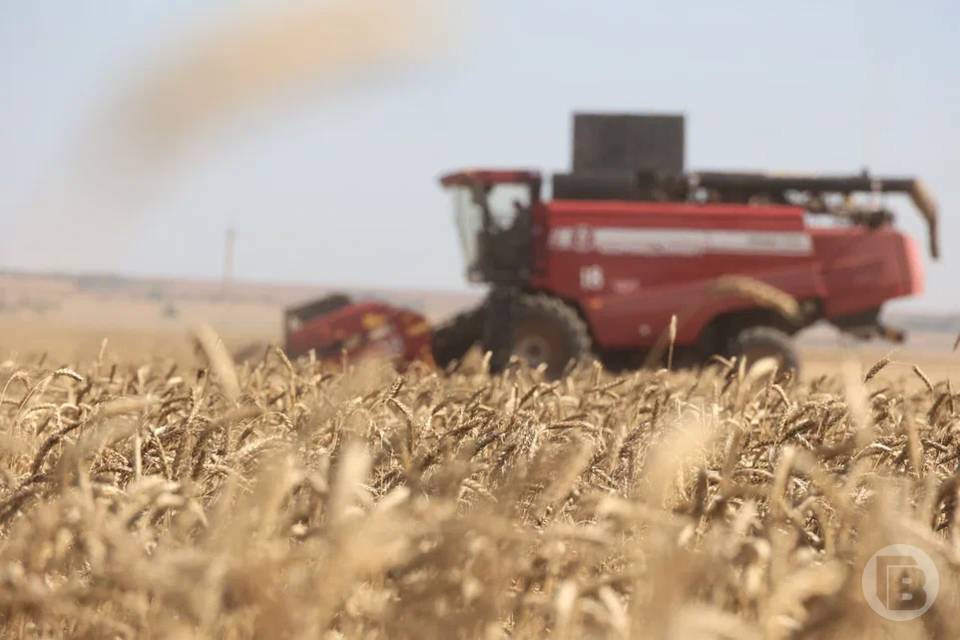 1,83 млн га под зерновыми культурами обмолотили волгоградские аграрии