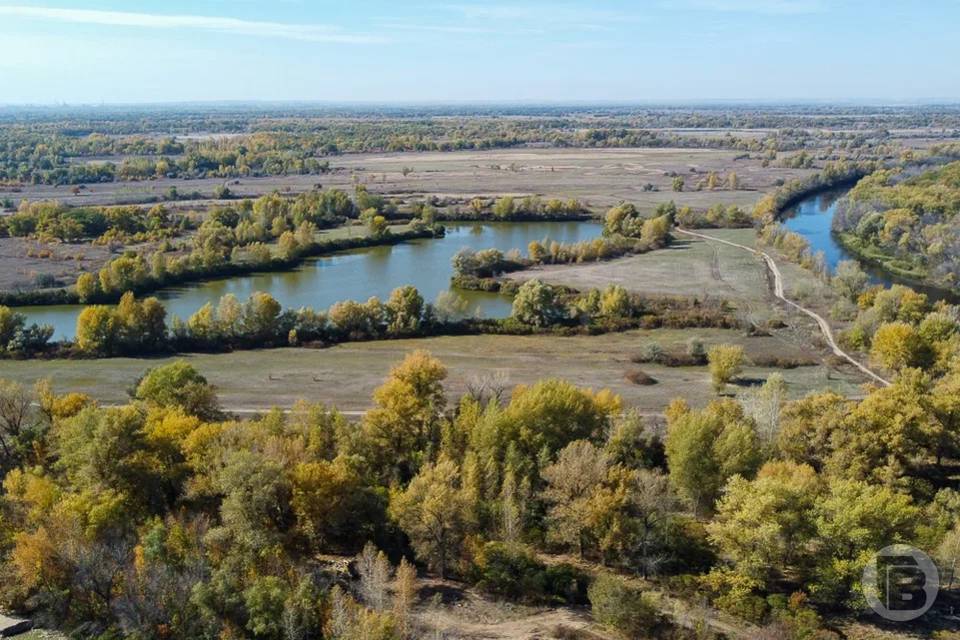 Волгоградцам предлагают взять в аренду лесные участки