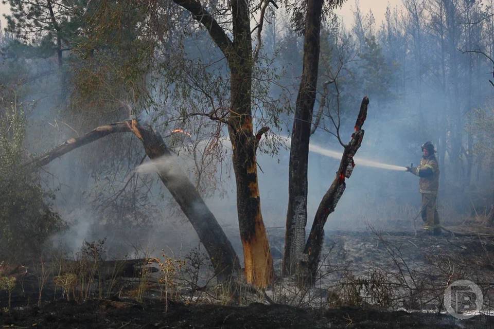 Полмиллиарда рублей заплатит житель Волгоградской области за поджог в лесничестве