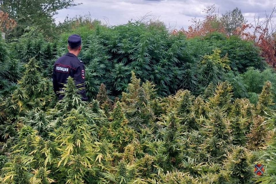 17 соток конопли уничтожили волгоградские полицейские
