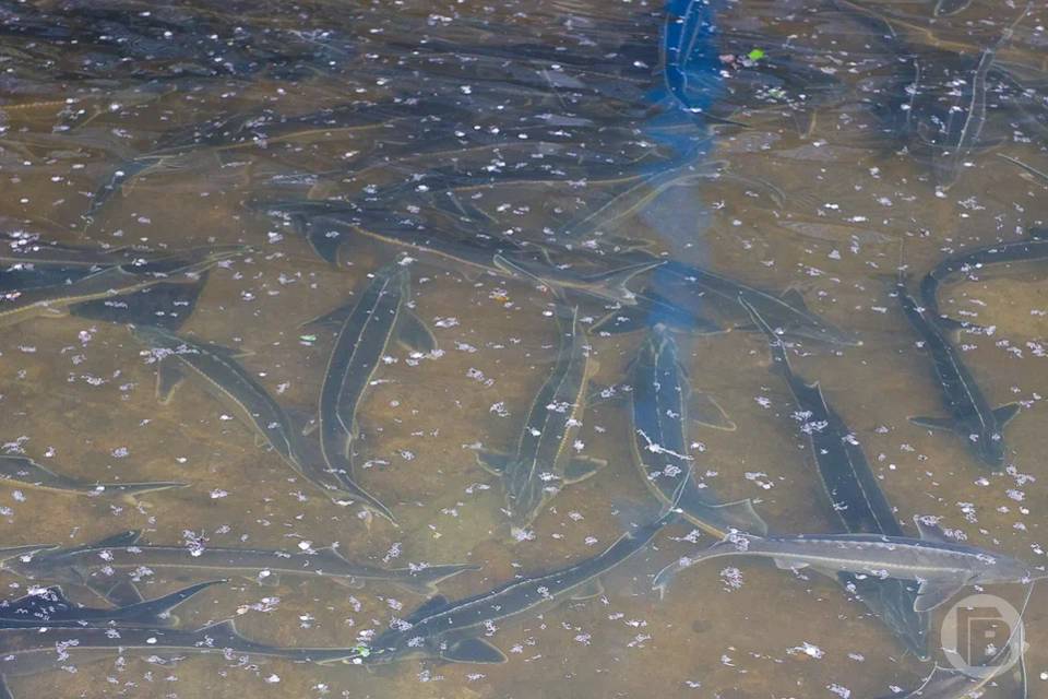 750 тысяч мальков стерляди выпустили в Волгоградское водохранилище