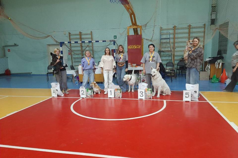 В Волжском собаки состязались в поисках запахов