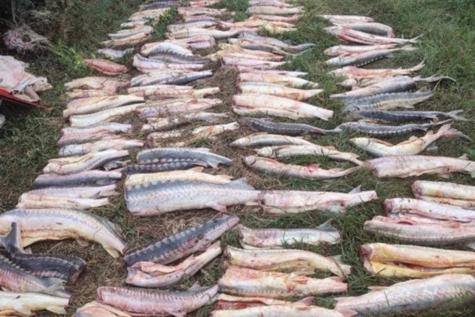 Без голов: в Астрахани поймали браконьеров с разделанными осетрами