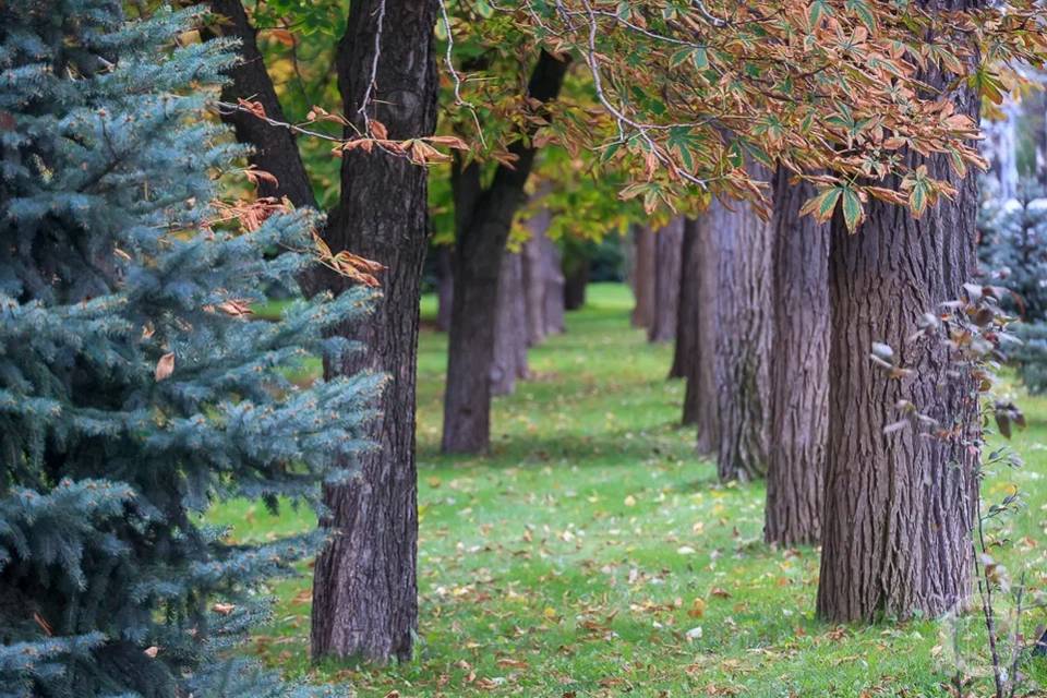 В лесничествах Волгоградской области высаживают новые деревья