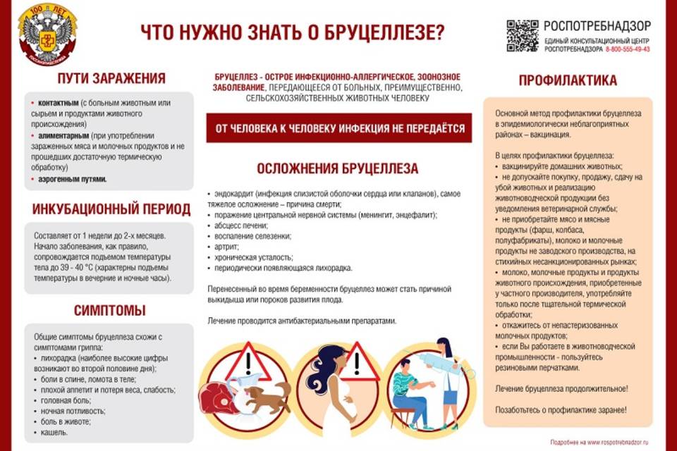 Как не заболеть бруцеллезом: памятка