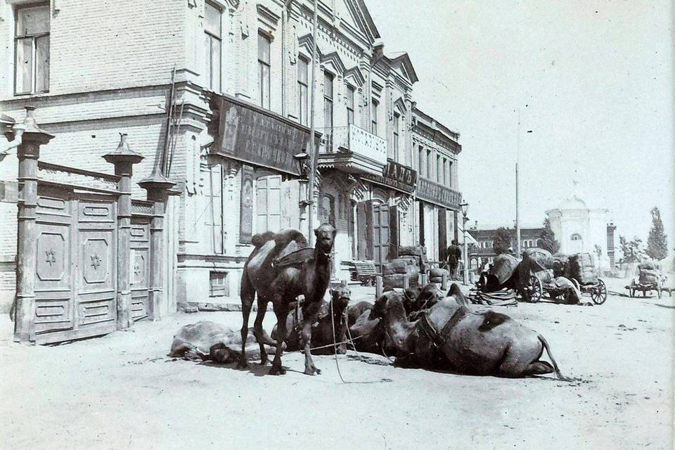 Фото верблюдов в центре Царицына показали волгоградцам