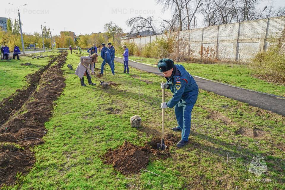 В Волжском спасатели высадили 125 тополей