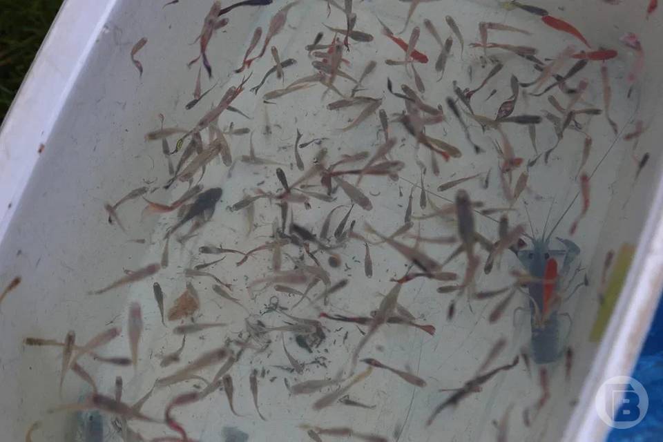 В Цимлянское водохранилище Волгоградской области выпустили 8 млн мальков