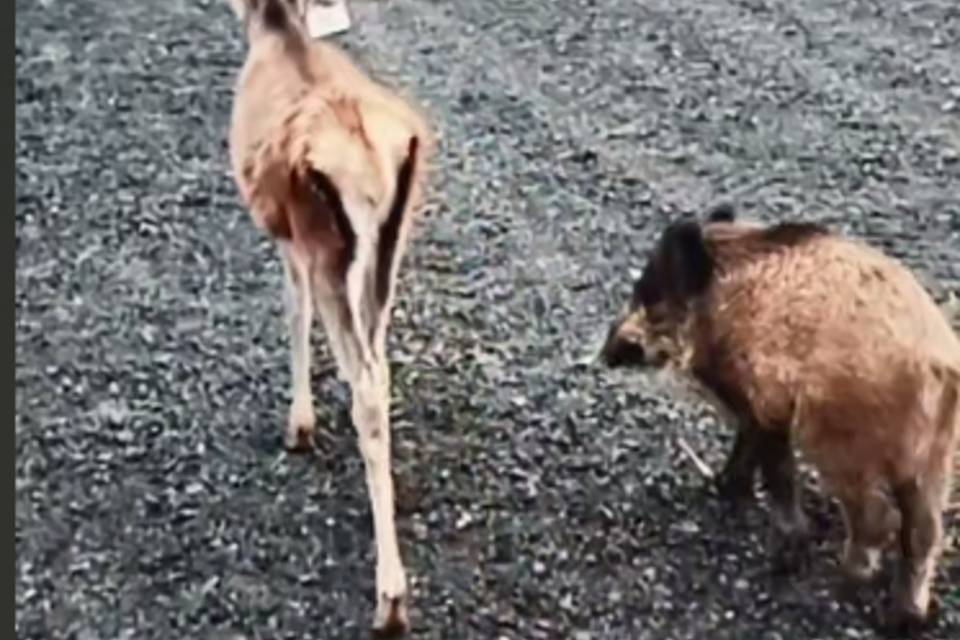 Волгоградский миллиардер Грачев рассказал о трогательной дружбе кабанчика и олененка