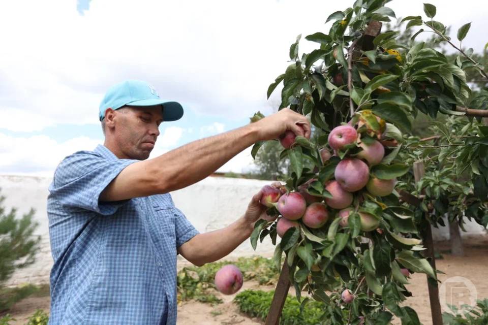 Специалисты проверили тысячи тонн фруктов, выращенных в Волгоградской области