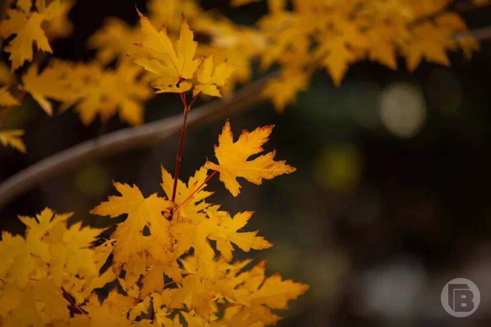 Что можно и чего нельзя делать 30 октября, в день Осия Колесника