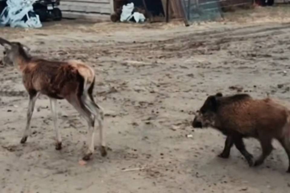 Волгоградский миллиардер рассказал о дружбе в мире животных