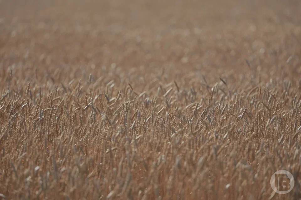 Волгоградский предприниматель утаил сведения о произведенном им зерне