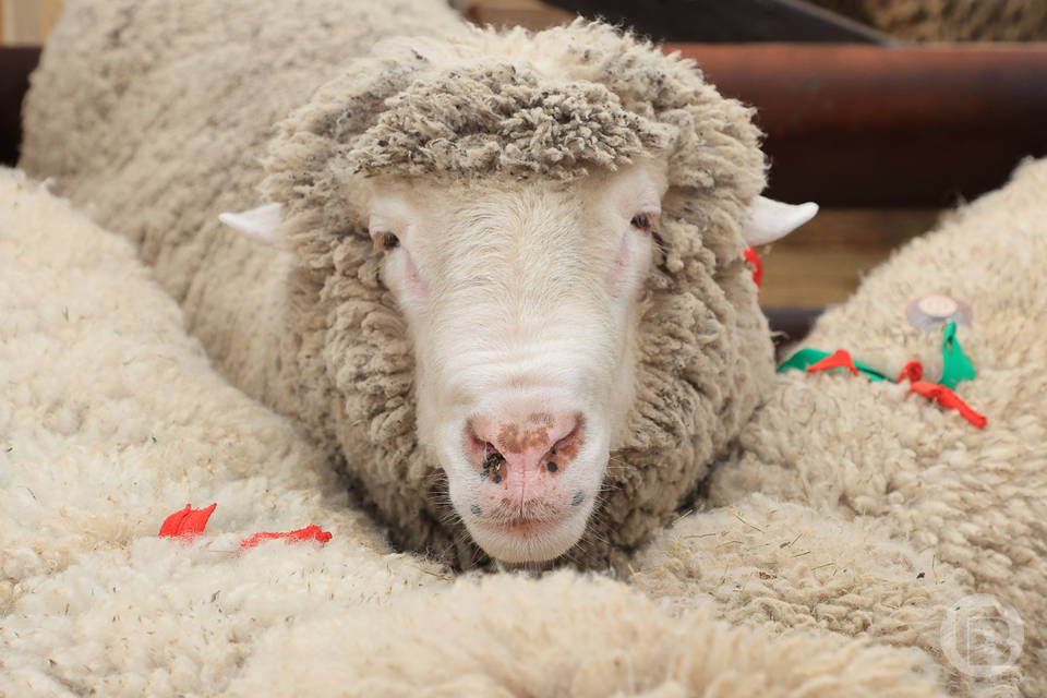 Природный очаг тулерямии угрожает волгоградцам