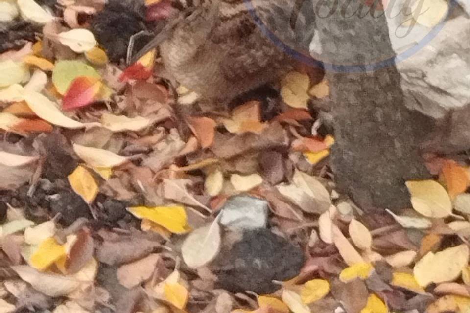 Редкую птицу приютили люди под Волгоградом