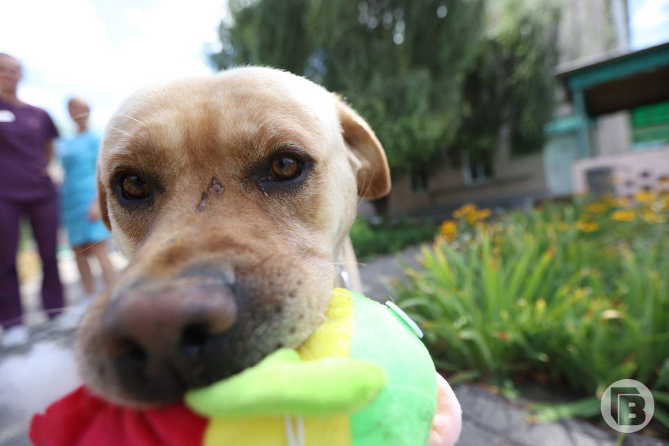 Об эмоциях у собак рассказал волгоградцам кинолог