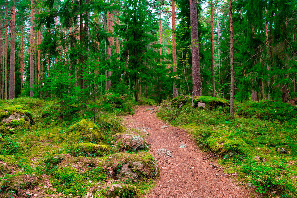 Т2 предлагает клиентам подключать экотарифы и спасать леса
