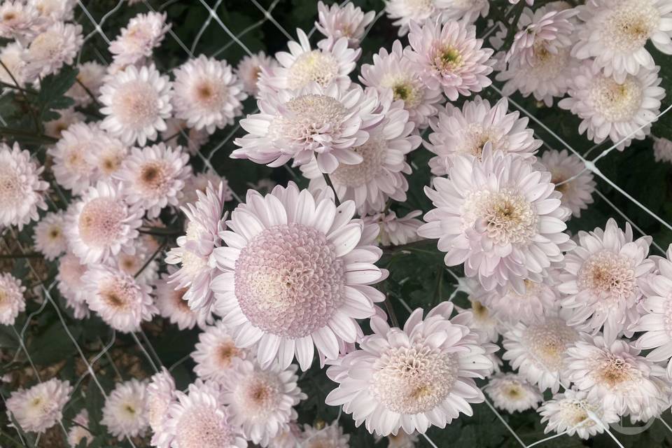 В Волгограде пройдет ежегодный «Бал хризантем»