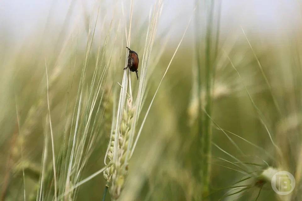 1800 волгоградцев покусали клещи: 12 заразились болезнью Лайма, трое — КГЛ