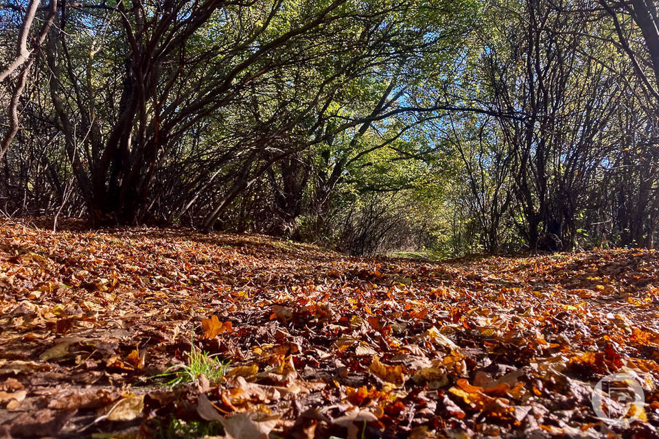 157 тысяч квадратов сельхозугодий заросли сорняками под Волгоградом