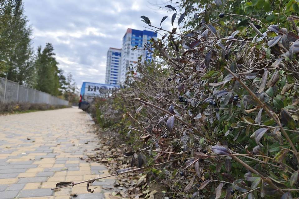 Волгоградцев просят не есть черные ягодки в ЦПКиО