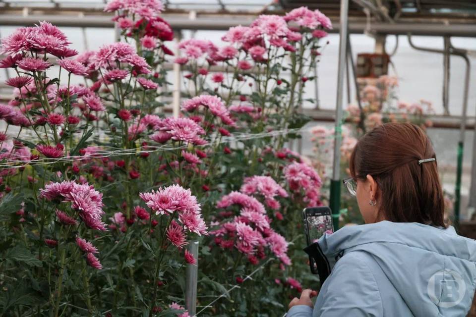 Глаз не отвести: волгоградцы будут неделю любоваться «Балом хризантем»