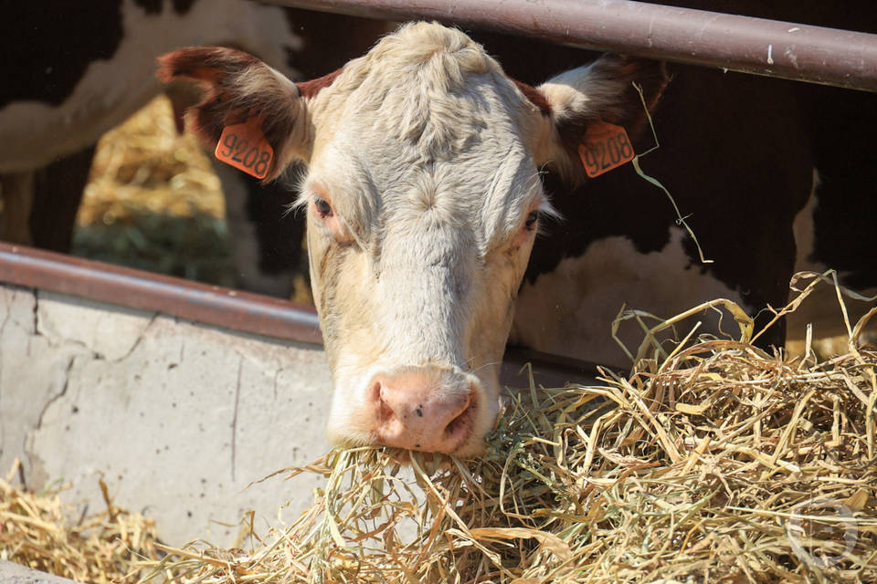 Волгоградские хозяйства готовы к зимовке скота