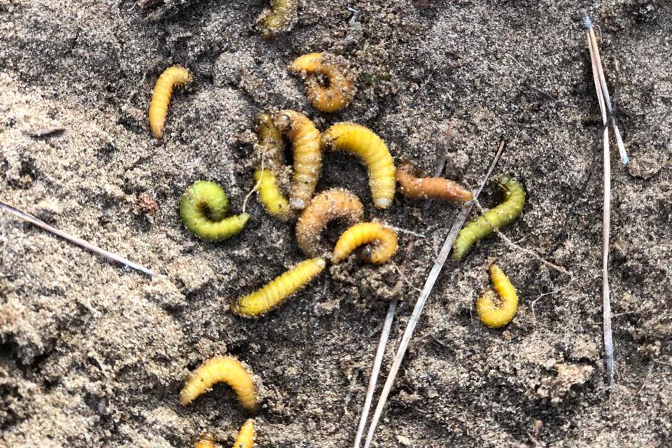 В лесах Волгоградской области уничтожат вредителей на 4000 га