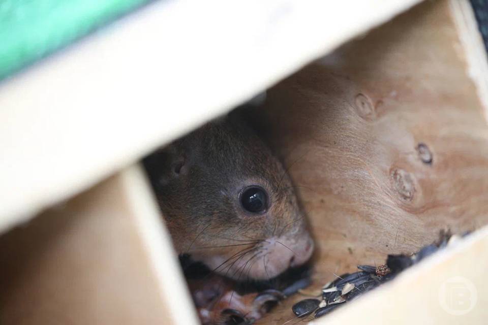 Волгоградцам напомнили о смертельной угрозе от грызунов