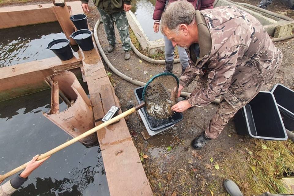 В Волгу выпустили почти 4 млн мальков