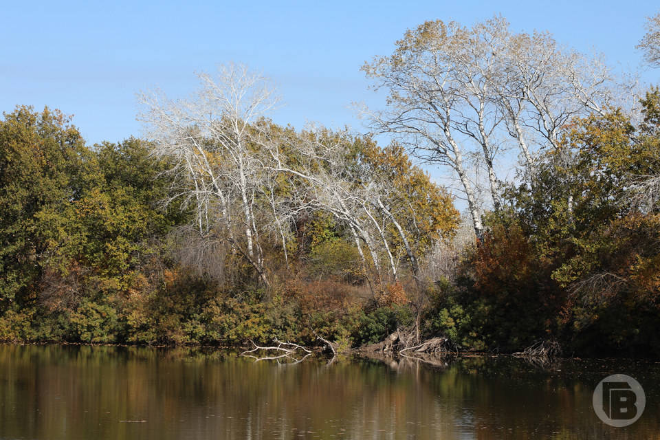 125 тысяч квадратов сельхозугодий заросло сорняками под Волгоградом