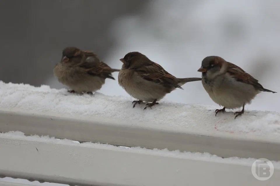 Что нельзя делать 12 ноября, на Синичкин день
