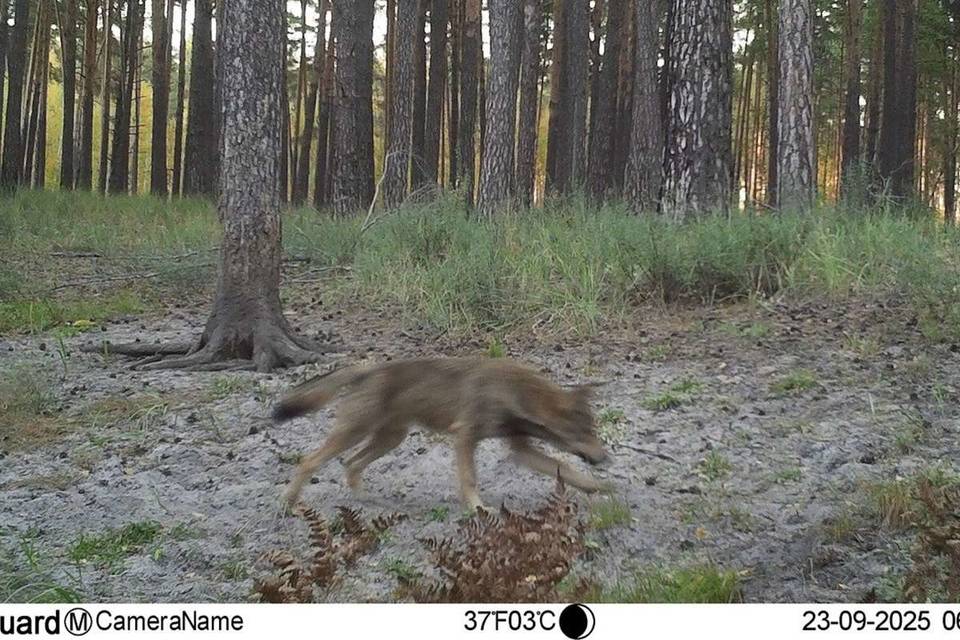 Редкие кадры охоты стаи волков опубликовали воронежские журналисты
