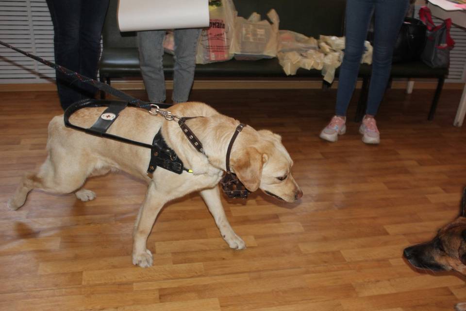 Волгоградскому ветерану СВО передали лабрадора-поводыря