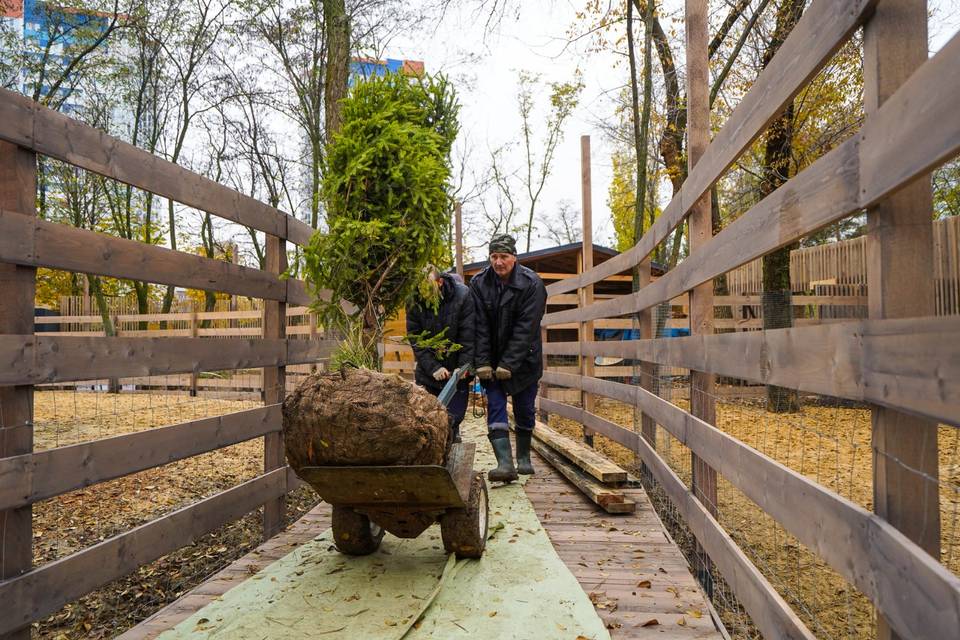 В парке Волгограда пересаживают хвойники и готовят новогодние украшения