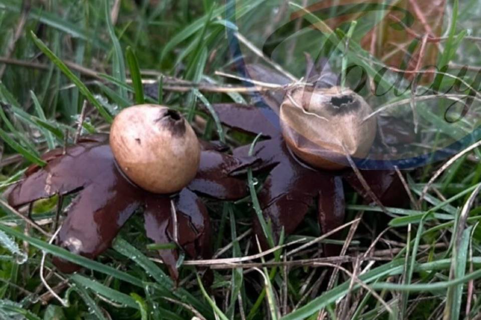 Под Волгоградом женщина нашла редкий гриб «земляная звездочка»