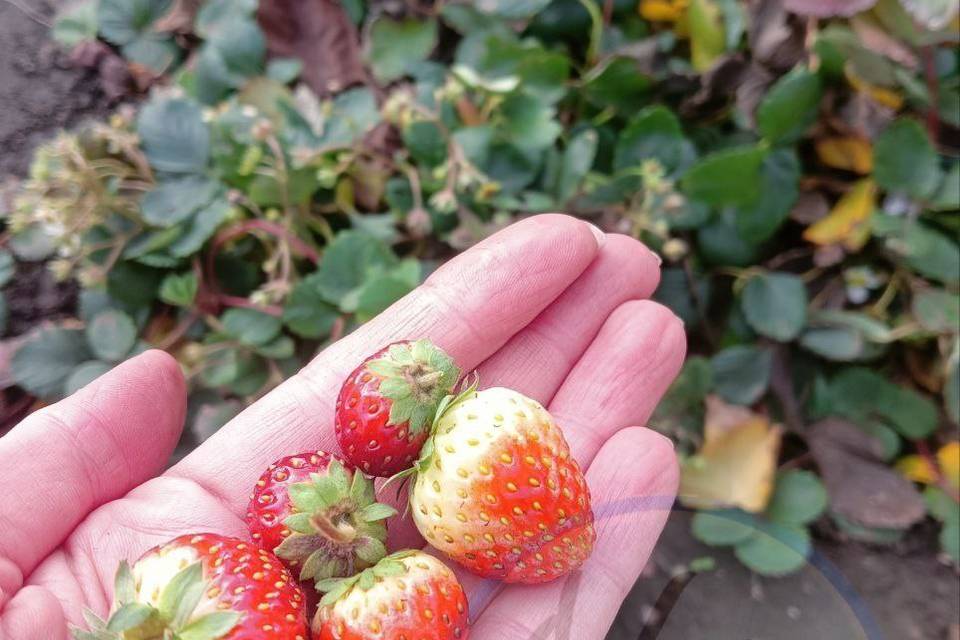 В Волгоградской области в ноябре созрела клубника