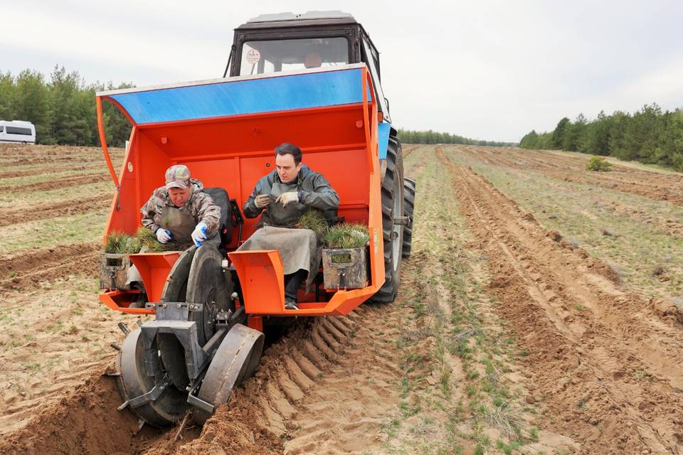 В Волгоградской области завершилась самая масштабная акция по высадке деревьев