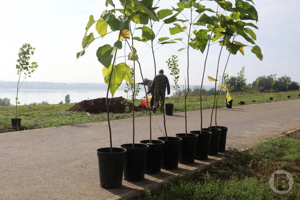 В Волгограде эксперты подтвердили безопасность партий саженцев