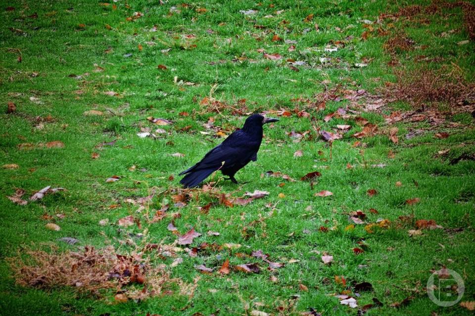 Михайлов день 21 ноября: что можно и нельзя делать сегодня