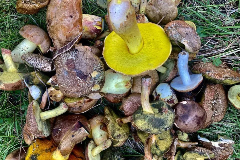 Грибной бум: волгоградцы хвастаются солидным уловом после тихой охоты