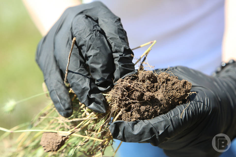 Урожай имбиря впервые собирают под Астраханью