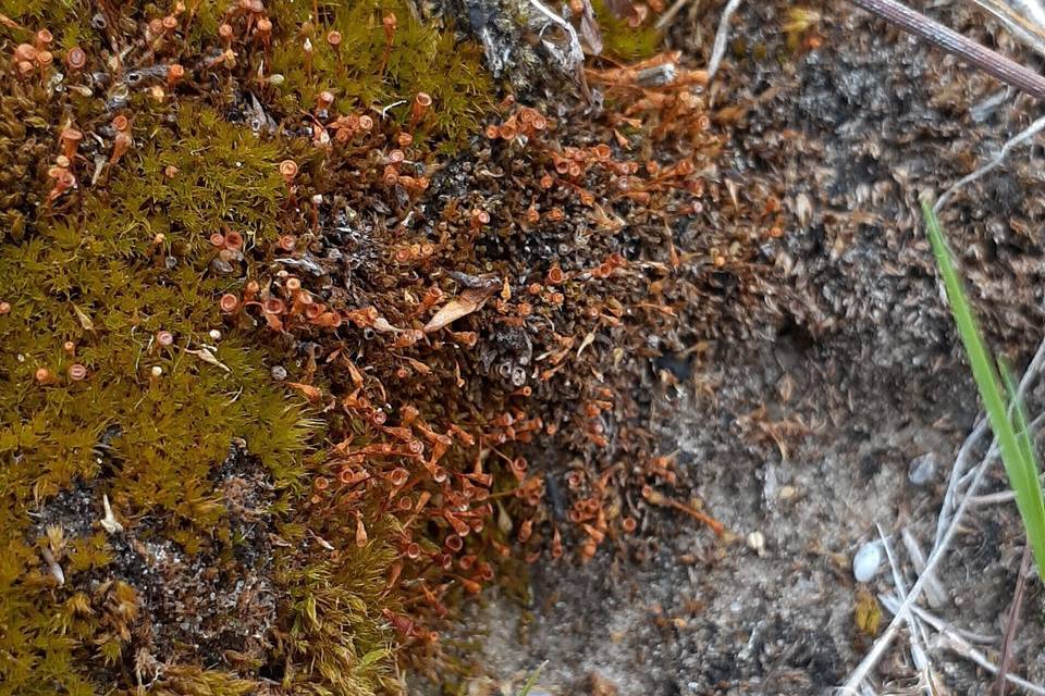 Редчайший вид мха нашли под Волгоградом