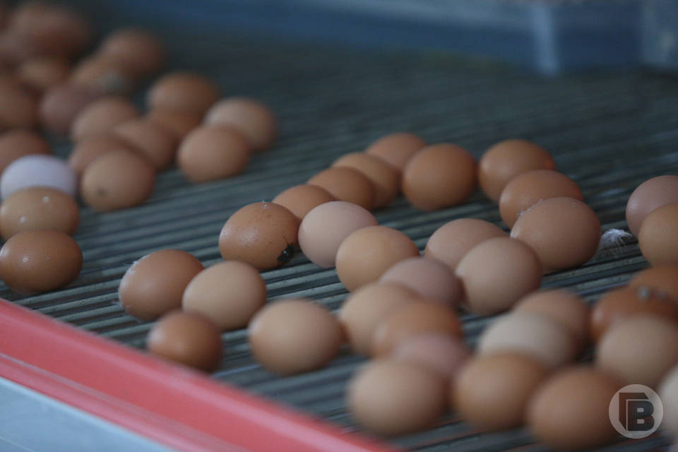 В Волгоградской области взлетели цены на яйца